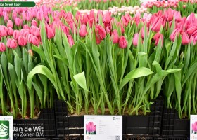 Tulipa Sweet Rosy (1)